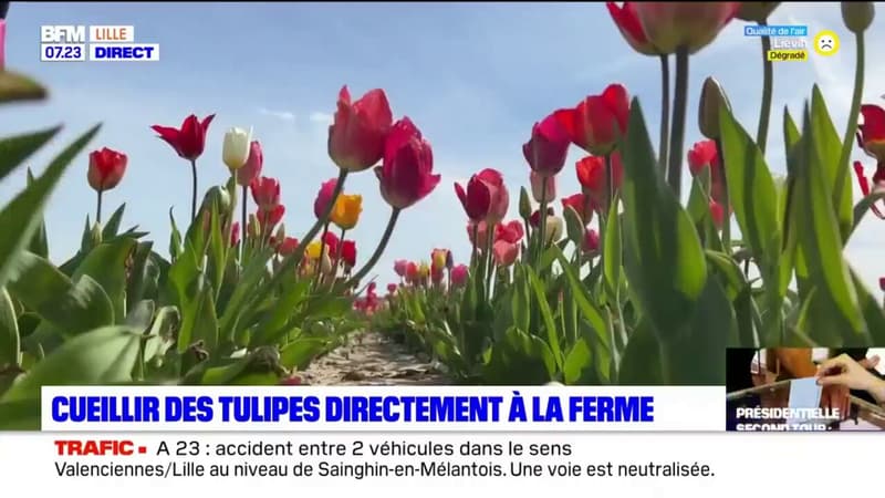 Pas-de-Calais: cueillir des tulipes directement à la ferme
