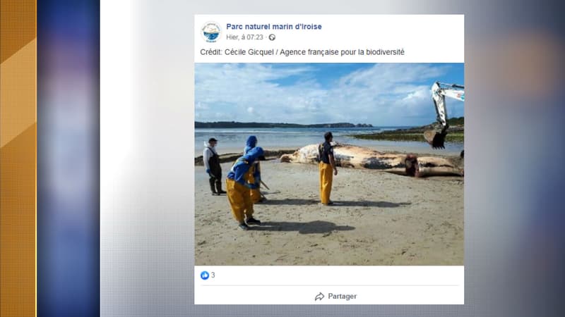 La baleine échouée sur la presqu'île de Crozon. 