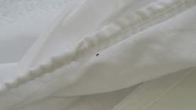 Les punaises de lit font un retour spectaculaire depuis l'interdiction de certains pesticides.