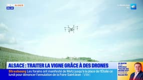 Alsace: des drones utilisés pour traiter les vignes