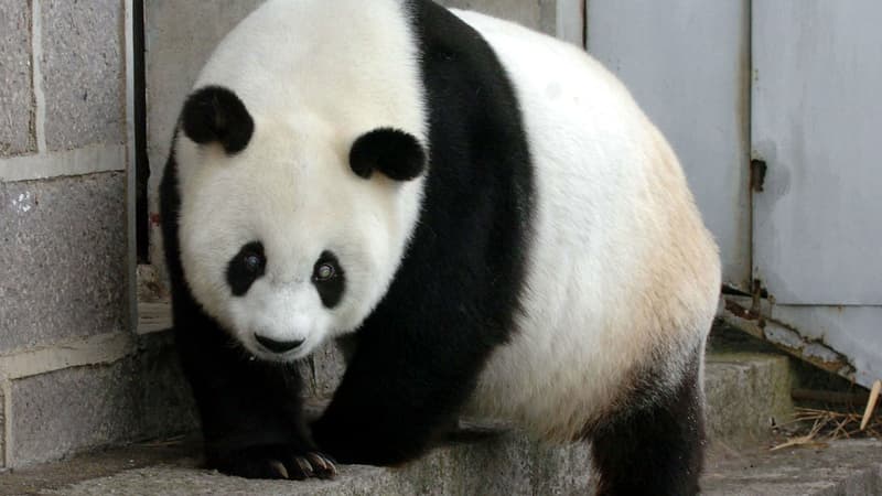 Pan Pan, le plus vieux panda du monde, à l'âge de 25 ans. 