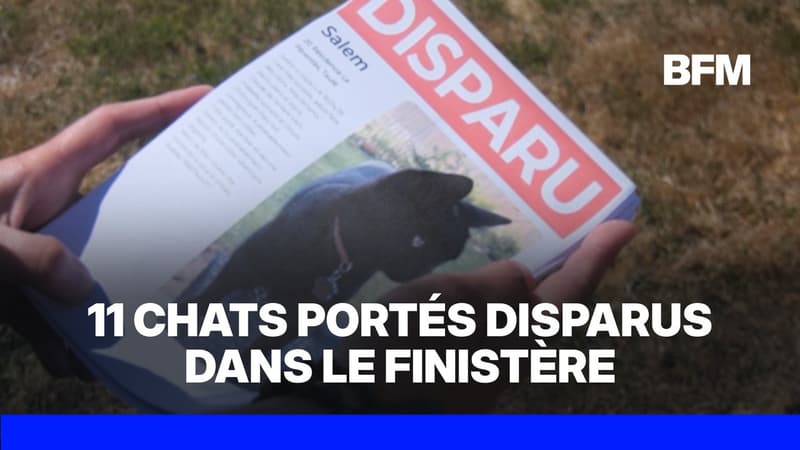 Finistère: 11 chats portés disparus en l'espace de trois mois