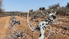 Des vignes dans l'Aude après le passage de l'incendie qui a parcouru 17.000 hectares