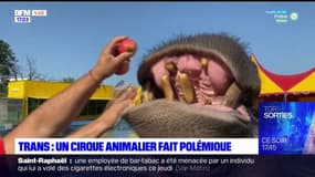 Var: un cirque fait polémique après une vidéo sur les conditions de vie d'un hippopotame