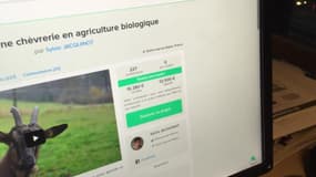 Sylvie, agricultrice: "j'ai plaqué l'Education nationale pour élever des chèvres"