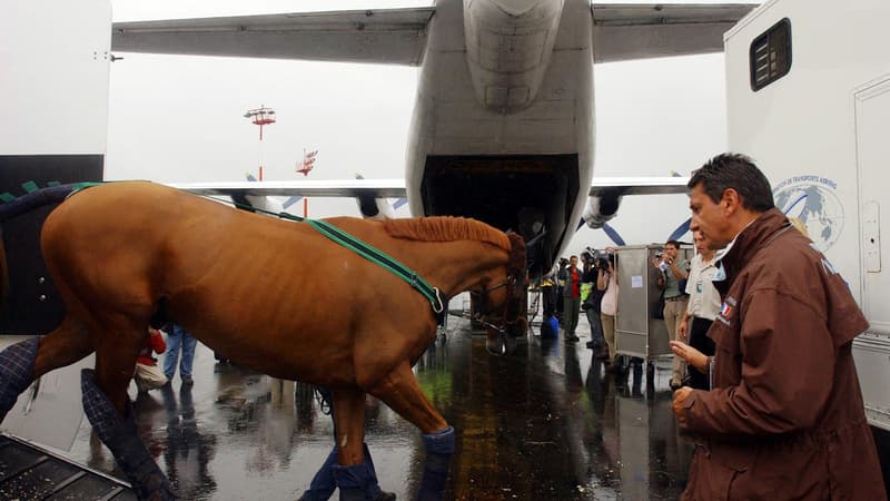 JO 2021: comment les centaines de chevaux ont été acheminés jusqu’à Tokyo