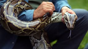 Un python birman.