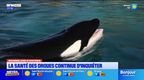 Marineland d'Antibes : la santé des orques et dauphins continue d'inquiéter