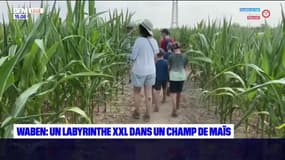 Pas-de-Calais: un labyrinthe dans un champ de maïs à Waben