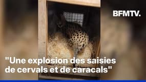 Île-de-France: un serval et un caracal saisis dans un appartement 