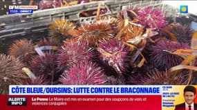 Côte bleue: des opérations pour lutter contre la pêche abusive des oursins