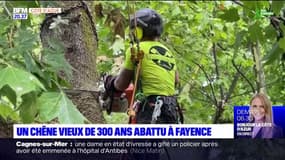 Var: un chêne de 300 ans abattu à Fayence