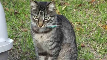 Le jeune chat Enzo a été retrouvé mort, transpercé d'une flèche.