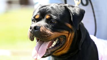 Un rottweiller à Ankara, en Turquie, le 25 août 2019 (PHOTO D'ILLUSTRATION).