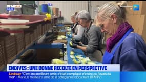 Nord: dernière récolte d'endives avant l'interdiction d'un herbicide