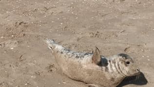 Un phoque a été aperçu à Bray-Dunes ce vendredi 2 mai. 