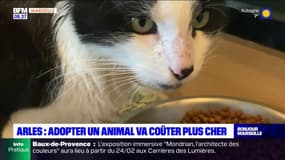 Arles: impactée par l'inflation, une association augmente le tarif d'adoption des chats