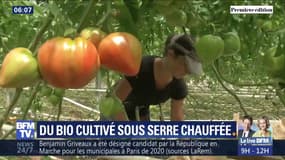 Le label bio est-il compatible avec la culture de fruits et légumes sous serres chauffées?