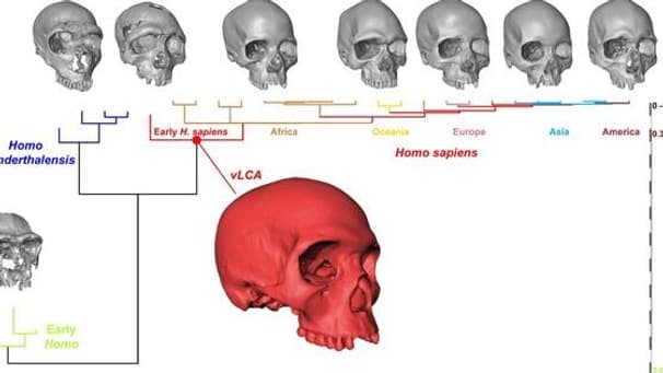 Les crânes gris sont tirés de l’échantillon utilisé pour reconstruire celui de l’ancêtre virtuel (en rouge).