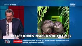 Quand deux loutres se rencontrent...grâce à internet ! 