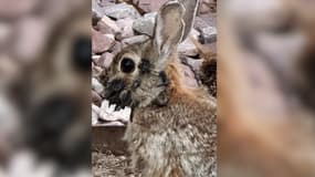 Un lapin ayant développé le papillomavirus.