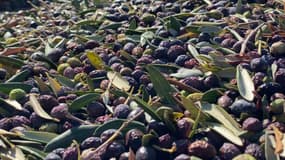 Les olives souffrent de la chaleur à Hyères.