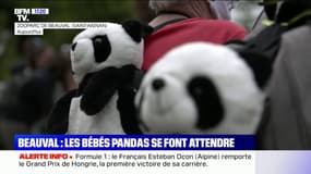 Au ZooParc de Beauval, la naissance des jumeaux pandas se fait attendre