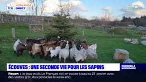 Orne: les chèvres du parc animalier d'Ecouves mangent vos sapins