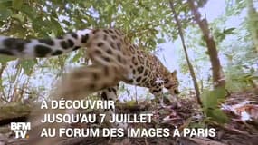 À Paris, la vie sauvage vous en met plein la vue grâce à la réalité virtuelle