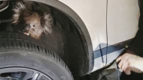 Il a fallu démonter la roue pour libérer le malheureux koala