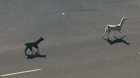 Les deux lamas fugueurs lancés à vive allure dans les rues de Phoenix, Arizona, le 26 février 2015.