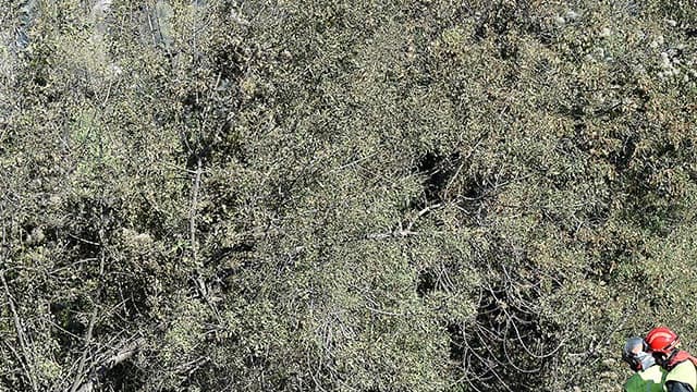 Des pompiers arrosent des arbres aux Pennes Mirabeau, au nord de Marseille, le 11 août 2016, après un incendie qui a détruit 3.300 hectares.