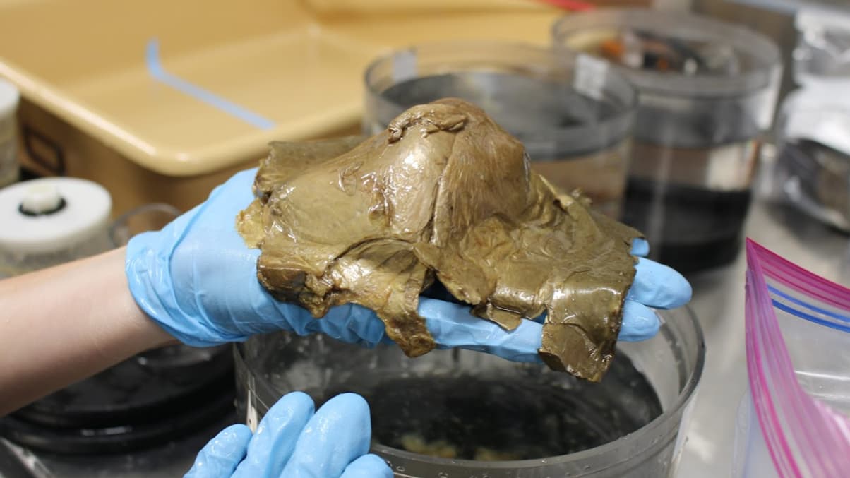 Un spécimen non identifié similaire à une sorte de sphère dorée est analysé en laboratoire par des chercheurs. Il a été découvert dans le Golfe de l'Alaska, le 30 août 2023 Un spécimen non identifié similaire à une sorte de sphère dorée est analysé en laboratoire par des chercheurs. Il a été découvert dans le Golfe de l'Alaska, le 30 août 2023