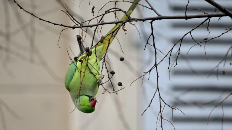 Une perruche à collier (Photo d'illustration).