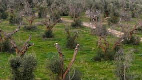 Des oliviers infectés par la bactérie Xylella dans les Pouilles, en Italie, en 2016