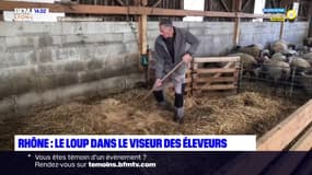 Rhône: les éleveurs alertent sur la présence de loups dans le département