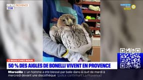 C beau chez nous: les aigles de Bonelli, espèce protégée