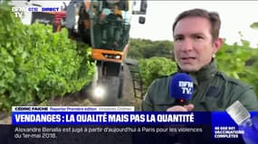 Les viticulteurs peinent à trouver de la main d'œuvre française pour les vendanges