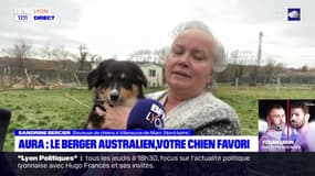 Auvergne-Rhône-Alpes: le berger australien, votre chien favori