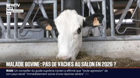 Dermatose nodulaire: alors que les plus belles vaches Prim'Holstein devaient concourir au salon de l'Agriculture, une majorité d'éleveurs ne souhaite pas s'y rendre en raison du virus