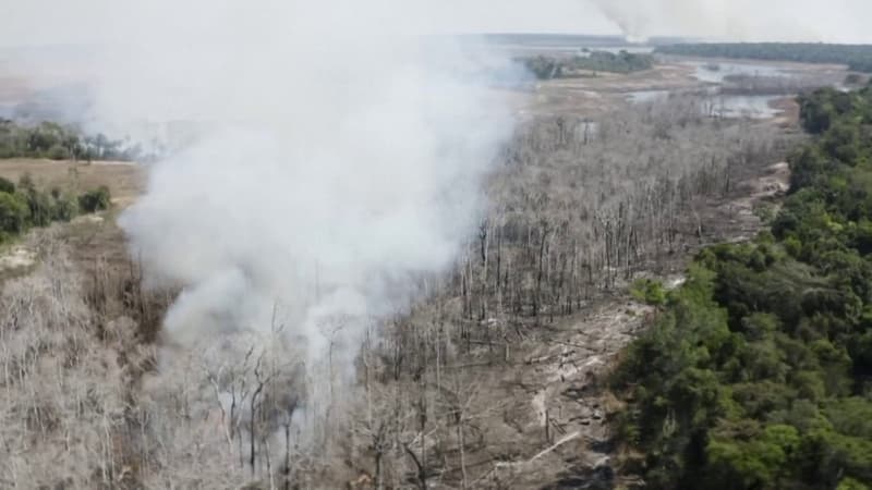 Avec des seaux et des jets d’eau, les habitants luttent contre un incendie qui fait rage dans la forêt amazonienne brésilienne près des fermes de la ville de Sinop, qu'ils affirment être un incendie criminel, tandis que l'administration du président d'extrême droite Jair Bolsonaro est sous pression pour mettre fin à la déforestation et aux incendies de forêt en Amazonie.