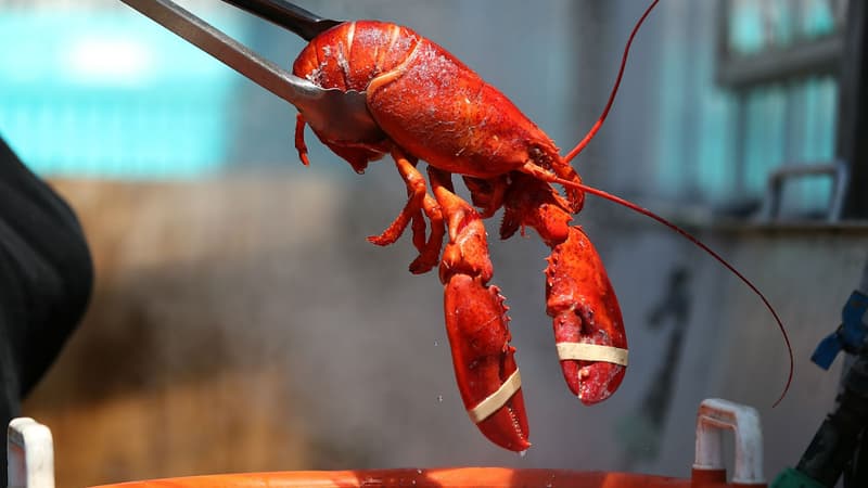 La Suisse veut étourdir le homard avant de le plonger dans l'eau bouillante. (Photo d'illustration)