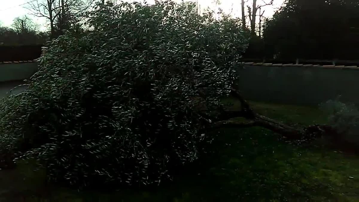 placeholder video