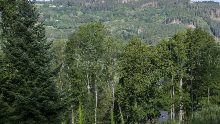 Une forêt vosgienne à Ban-Sur-Meurthe-Clefcy, le 18 août 2020