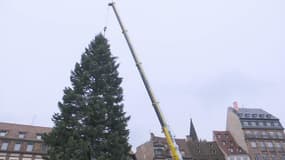 Strasbourg: une malédiction a-t-elle touché les sapins de Noël ?