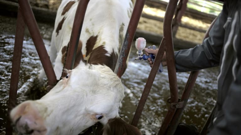 La France doit débuter ce week-end la vaccination de près de 285.000 bovins pour stopper la propagation de la dermatose nodulaire contagieuse (DNC) dans les Alpes