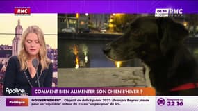 Comment bien alimenter son chien l'hiver ?