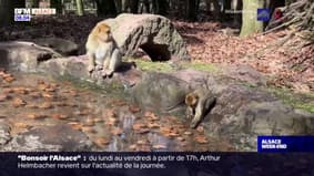 Kintzheim: la montagne des singes a rouvert au public ce samedi après quatre mois de fermeture