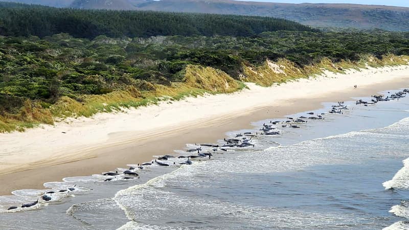Cette photo prise le 20 septembre 2022 et reçue le 21 septembre du ministère des Ressources naturelles et de l'Environnement de Tasmanie montre les carcasses de baleines pilotes échouées sur le port de Macquarie, en Tasmanie.

