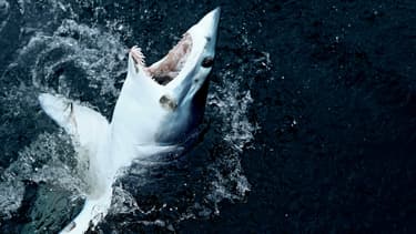 Photo d'un requin-taupe bleu tout juste pêché au Massachusetts, Etats-Unis, le 15 juillet 2017.
